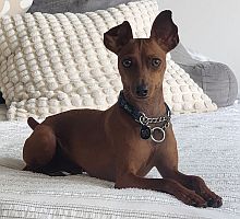 Bo