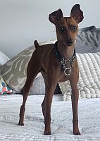 Bo