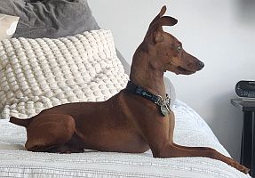 Bo