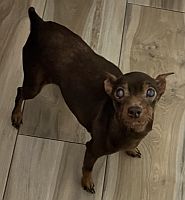 Canela