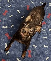Canela