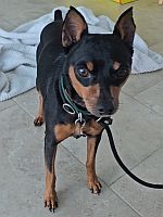 DJ