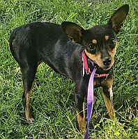 Pixie