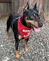 Rex