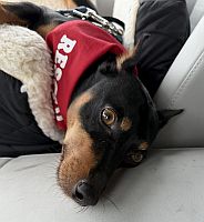 Rex