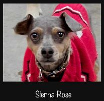 Sienna
