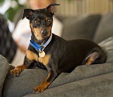 Tillie